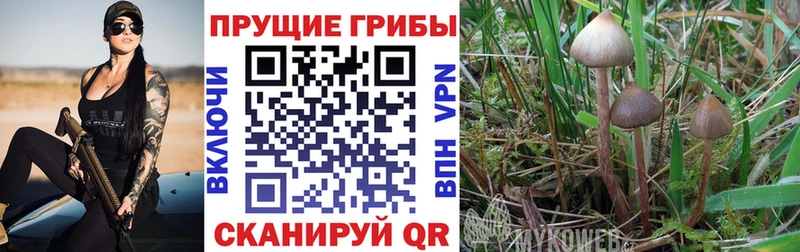 Псилоцибиновые грибы прущие грибы  darknet как зайти  Каменка 